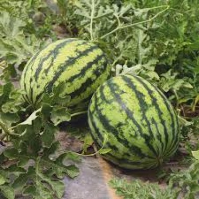 Брэндон F1 - семена арбуза (250семян) Libra Seeds